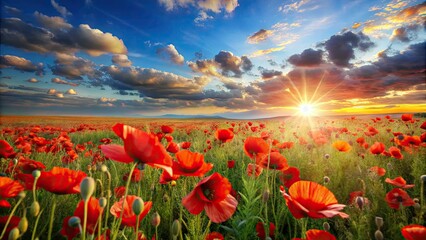 Fototapeta premium Experience a stunning loop of vibrant poppy fields, perfect for nature lovers seeking relaxation. Immerse yourself in calming visuals that inspire tranquility and peace.