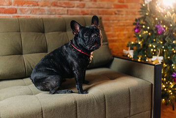 Cute black French bulldog pet in the apartment living room decorated with Christmas tree and lights sitting on the sofa lifestyle