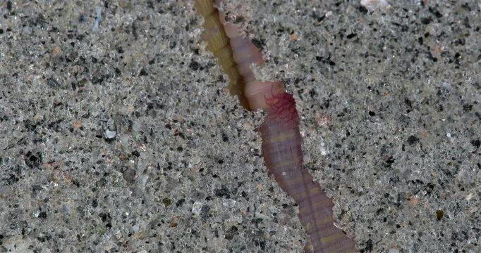Worm Arenicola marina burrows into sandy bottom close-up, class Polychaeta. They inhabit the intertidal zone and dig holes in silty-sandy soil. White Sea