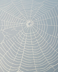 Obraz premium spider web with dew drops