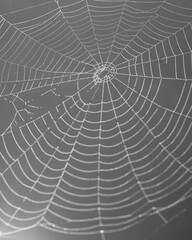 spider web with dew drops