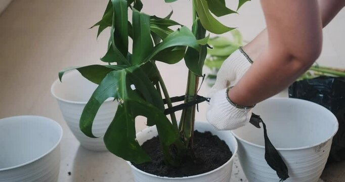 Close-up of a woman hands tending to a sick plant. The houseplant Monstera has a broken leaf. She transplants it into better soil and ties it up. Botany and eco-friendly hobby. Earth Day.