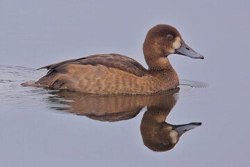 Greater Scaup (Aythya marila), juvenile swimming on Drift Reservoir, Cornwall, UK.