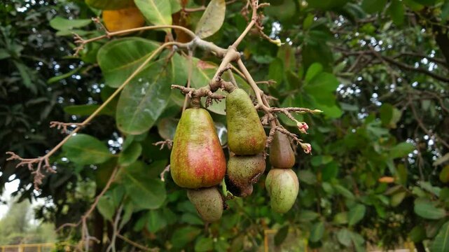 raw cashew fruits on the tree