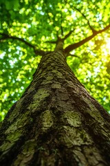 Fototapeta premium A Low Angle View of a Tree Trunk with Sunlit Green Leaves Above