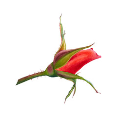 Blooming rose bud with stem. Hand drawn watercolor illustration of red flower on isolated background. Botanical drawing of a plant. Floral sketch for greeting cards, wedding invitations, birthday.