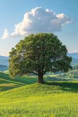 Fototapeta premium A Single Tree Stands Tall on a Rolling Green Hill