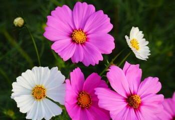 Obraz premium そよ風に揺れるコスモス 秋のコスモス畑