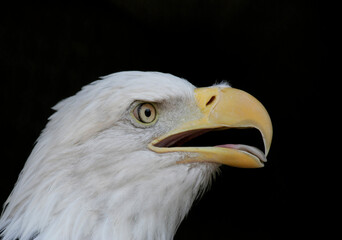 Head shot of American Bald Eagle with dark background in IL, USA