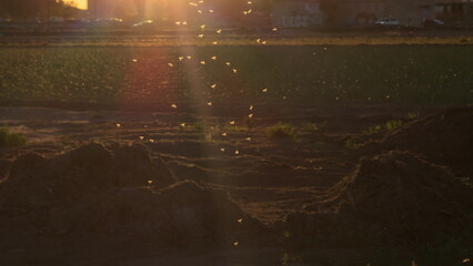 Swarm of Mosquitoes Backlit by Setting Sun Over Fields
