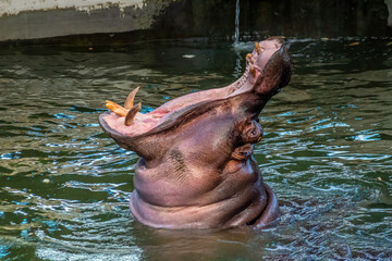 Hippopotamus Opens Wide in Zoo Exhibit