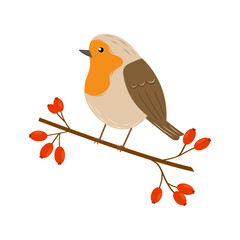 Robin bird sits on a branch with berries rosehip. Winter feather bird. Cute character. Vector illustration of small forest bird. Flat style.