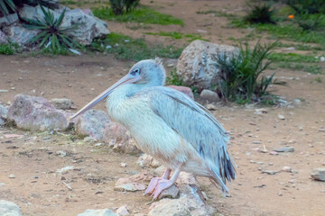 Obraz premium Grey Pelican Strolling in Nature