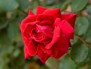 red rose with rain drops close-up in garden