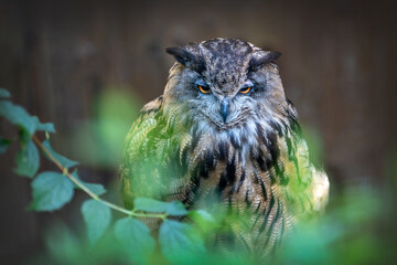 An owl giving a very strong look to a camera