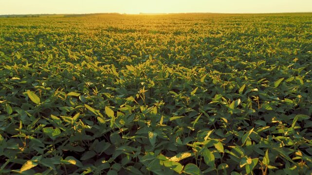 Soybean Field Ripening At Spring Season. Growing Soybeans. Agricultural Landscape. Soybeans In A Field At Sunset.