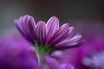 A spanish daisy in lovely purple tones