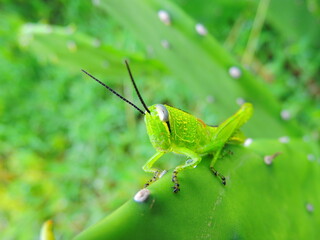 Green grasshopper on green cactus