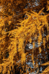 Autumn yellow larch tree needles background