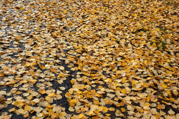 Obraz premium Autumn yellow birch tree leaves on ground background
