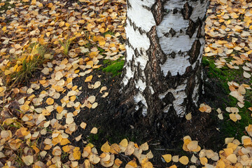 Betula pendula, Silver birch tree trunk and leaves in autumn
