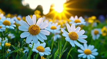 Fototapeta premium A photostock of a sunrise over a field of wildflowers, with rays of light illuminating the scene. Nikon camera, 24mm lens, f/8 aperture, 1/100 shutter speed, focused on the flowers