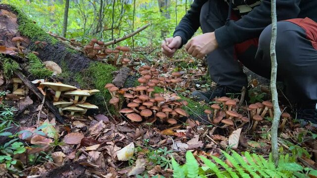 Man gathering and cleaning wild honey fungus (ghebe) mushrooms in a Romanian forest, surrounded by mushroom packs in the nature