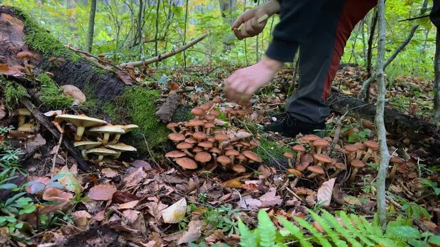Man gathering and cleaning wild honey fungus (ghebe) mushrooms in forest, surrounded by nature