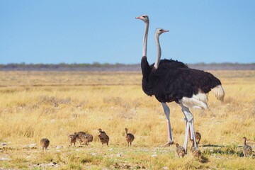 Naklejka premium Ostriches babysitting in Namibia