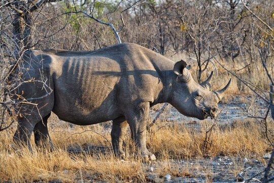 Black rhinoceros profile in Namibia