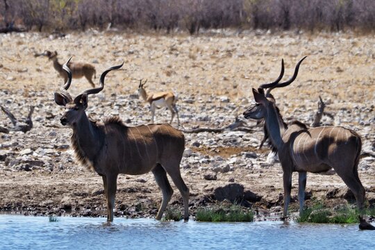 Kudus at waterhole in Namibia