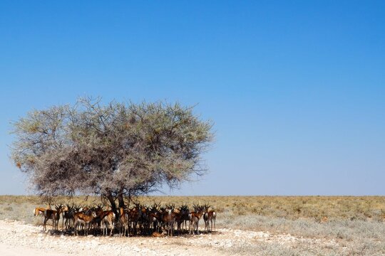 Springboks hiding in the shade in Namibia