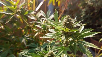 Obraz premium A vibrant cannabis plant basks in warm sunlight, showcasing dense buds and lush foliage, capturing the essence of nature's bounty in an outdoor setting.