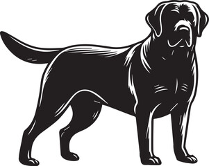 Bull dog vector in black and white