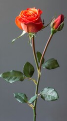 Obraz premium Orange Rose Blossom