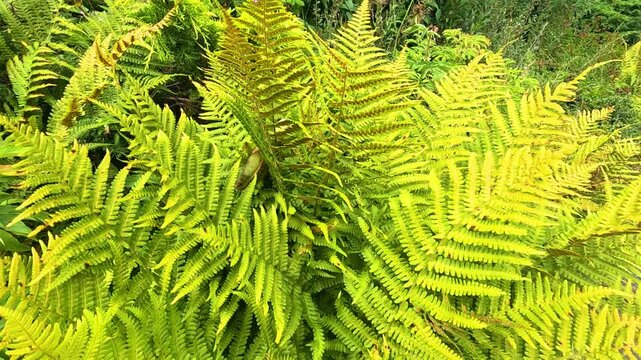 Lush Ferns in Aberdour, Scotland