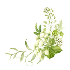 Corner frame with wildflowers celery, Capsella and meadow herbs. Watercolor illustration