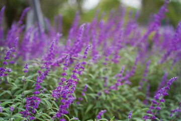 Obraz premium Beautiful purple flowers of Salvia farinacea. the mealycup sage, mealy sage.