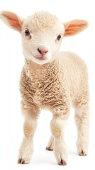 Fototapeta premium Cute Baby Lamb