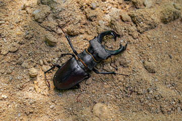 Stag beetle, Lucanus cervus, big insect to an golden sand