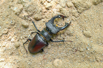 Stag beetle, Lucanus cervus, big insect to an golden sand