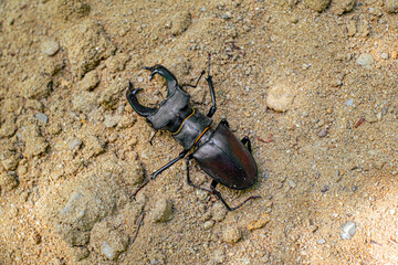 Stag beetle, Lucanus cervus, big insect to an golden sand