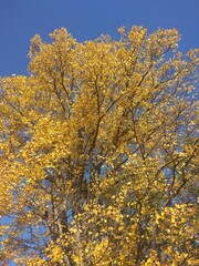 yellow autumn leaves