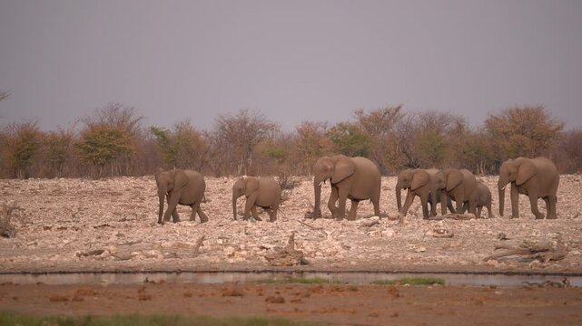 Family of elephants approaching a waterhole in the Etosha National Park in Namibia in Africa. 