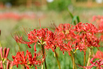 彼岸花