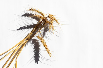 Obraz premium Golden wheat stalks casting shadows on a white background symbolize harvest and Thanksgiving celebrations, highlighting agricultural abundance