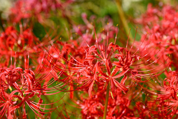 彼岸花