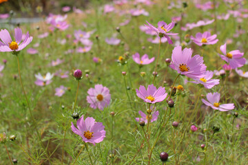 field of blooming cosmos flowers in sunny autumn days