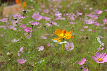 field of blooming cosmos flower orange and yellow petals