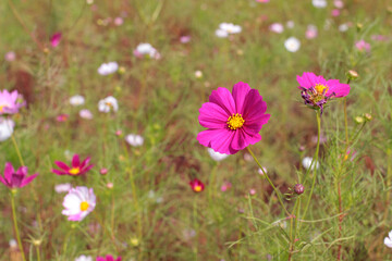 field of blooming cosmos flowers in sunny autumn days